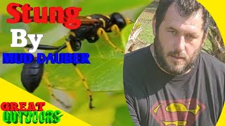 yellow and black mud dauber sting test [upl. by Ennahtebazile]