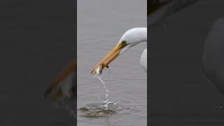 Egret devouring a fish 🐟 extreme closeup  shorts wildlife birds fishing canonr5ii egrets [upl. by Lardner508]