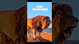 animal with the loudest voice in the world trending animals lion whale monkey wildlife shorts [upl. by Amsaj]