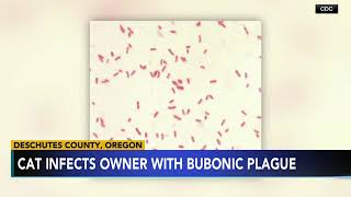 Oregon resident catches rare bubonic plague likely from their cat Health officials [upl. by Nicolea]