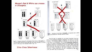 Sex Linkage Morgans eye colour experiment on Drosophila genetics morg [upl. by Adnihc]