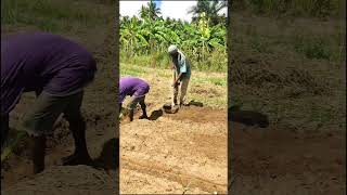 Making of raised beds [upl. by Buchalter928]