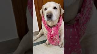 Sasu maa hamari sabpe bhari…😜🦮 funny comedy doglover labradoor 2024 [upl. by Trahurn485]