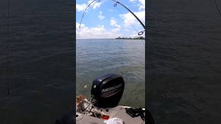 Big Toadfish shorts fishing bigfish saltwaterfishing beaufortsc [upl. by Assisi]