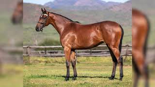 Lot 22  Vercingetorix ex Zulaal [upl. by Lindon]