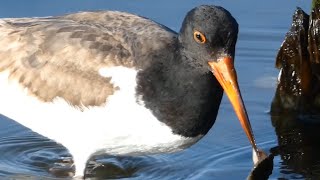 American oystercatcher bird eating oyster running [upl. by Blanchette]