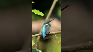 Birds of The world  Relaxation Film with Meditation Music [upl. by Yrek]