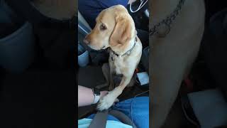 When Service Dog Alerts Keep Coming shorts servicedog [upl. by Vladimir]