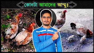 দুই বোন কিন্তু এক মা ☺ মুরগির আজব কান্ড ⚡ Jactok পাখি ভাইয়া [upl. by Call]