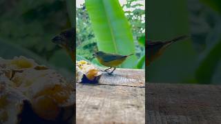 Euphonia violacea nature fauna biology beauty chocó birds colombia [upl. by Atnuahc]