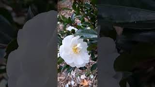 Camellia Autumn Moon Hybrid Camellia looks beautiful 🥰 [upl. by Enirhtac873]