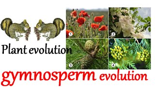 Plant evolution  gymnosperm evolution [upl. by Rosamund26]