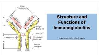 Structure And Functions of Immunoglobulins with MNEUMONIC  Immunoglobulin Ig [upl. by Newby]