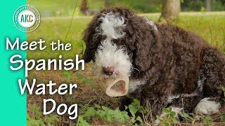 Meet the Spanish Water Dog [upl. by Ekul]