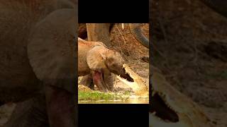 Crocodile🐊bites off the trunk of a baby elephant🐘 [upl. by Sabino443]