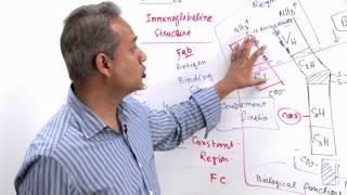 Immunology Lecture 11 Part 4 Immunologlobulins  structure and synthesis genetics [upl. by Etteyafal680]