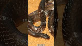 Datos y curiosidades sobre las serpientes Bungarus Kraits [upl. by Namreg775]