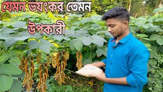 জংলা আলকুশির উপকারিতা।আলকুশি গাছ কেমন ঔষধি গ্রামের ভয়ংকর ভেষজ উদ্ভিদ আলকুশি। [upl. by Ahsiuqel]