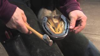 FootPro Farrier Information Series Shoeing the Hind Feet [upl. by Llorrad]