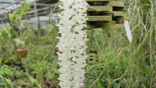 Rhynchostylis retusa var alba [upl. by Wittenburg]