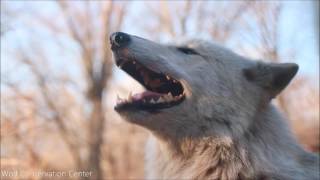 Gray Wolf Alawa Howls [upl. by Eseenaj]