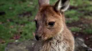 Ballarat WIldlife Sanctuary [upl. by Ena]