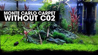 HOW TO GROW A MONTE CARLO CARPET WITHOUT CO2 [upl. by Cully837]