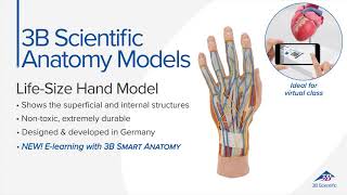 LifeSize Hand Model with Muscles Tendons Ligaments Nerves amp Arteries 3 part  3B Smart Anatomy [upl. by Anaihs]