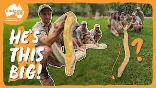 Meet our biggest snake  Australia Zoo Life [upl. by Enitsenre743]