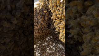 satisfying bee asmr food diy yt oddlysatisfying love life explore edit wildlife nature [upl. by Bentley206]