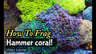 How To Frag Hammer Coral [upl. by Carrick]