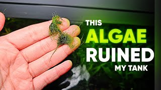 The WORST Algae in the Aquarium and its not BBA [upl. by Aremihc]