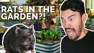 How to Prevent and Control RATS in Your Garden 🐀 😱 [upl. by Ydnyc31]