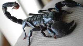 Emperor Scorpion Care Setup  Feeding [upl. by Ahsilem]