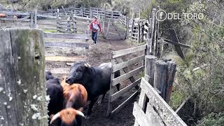 Vacunando Toros Bravos  quotVida en el Campoquot [upl. by Buffo]