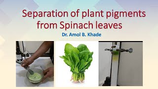 Separation of plant pigments from spinach leaves by column chromatography [upl. by Siramaj743]