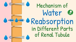 Water Reabsorption in the Renal Tubule  Aquaporin Water Transport Mechanism of Water Reabsorption [upl. by Eiuol797]