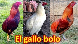 EL GALLO BOLO [upl. by Orelia]