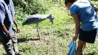 Shoebill Stork endangered species  Uganda Wildlife Education Centre [upl. by Byers]