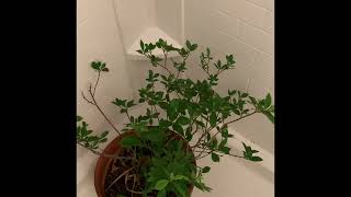 Have a gardenia indoors Watch this [upl. by Adnim286]