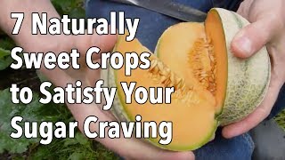 7 Naturally Sweet Crops to Grow in Your Vegetable Garden [upl. by Nylteak465]