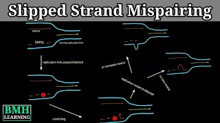 Slipped Strand Mispairing  DNA Polymerase Slippage  Slipped DNA [upl. by Iroc]