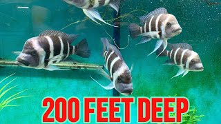 EXOTIC AFRICAN CICHLID  CYPHOTILAPIA FRONTOSA BLUE ZAIRE MOBA BREEDING AND CARE GUIDE [upl. by Nosilla275]