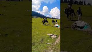 Parbat Ke Peeche  Old Is Gold Song  Hindi Old Song  Music  Hind ikashmirvalley kashmir [upl. by Nowd356]