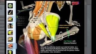 Muscle amp Motion  Piriformis Stretch [upl. by Sosanna307]