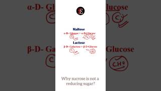 Why sucrose is not a reducing sugar but maltose and lactose is reducing [upl. by Avin]