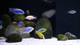 150 Gallon Long Lake Malawi Peacock and Hap Cichlid Tank [upl. by Yelahc]