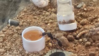 Myrmecia pyriformis Introduction [upl. by Kesley]