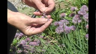 Herb Gardening  Chives [upl. by Hepsibah]