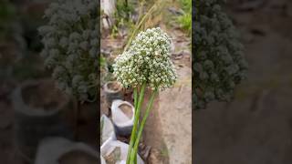 Unlocking the Secrets How to Harvest Onion Seeds at Home [upl. by Iad]